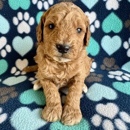 Mr Green - Apricot male Goldendoodle puppy in Lowville, New York from Valley View Doodles