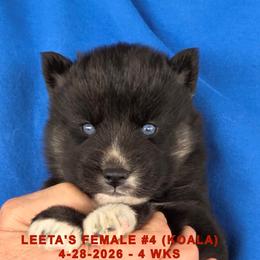 Girl 4 - female Siberian Husky puppy in Manilla, Iowa from Bruck's Siberian Huskies