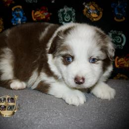 Peppermint - Red merle male Miniature Australian Shepherd puppy in El Dorado Springs, Missouri from HP Aussie Kennels