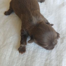 Bracely - Liver female Shih Tzu puppy in Brodnax, Virginia from Kbsshihtzus