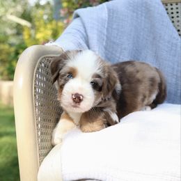 Strawberry - Red merle male Toy Australian Shepherd puppy in Charlestown, Indiana from Forever Aussies and A Doodle