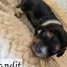 Bandit - Piebald male Dachshund puppy in Lubbock, Texas from Wagging Tails