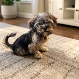 Shorkie Puppies from Stephen DosReis