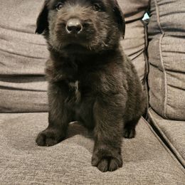 Baby (orange) - Black female Newfoundland puppy in Newmanstown, Pennsylvania from Mufasa's Pride (Newfoundland breeder)