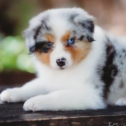 Ghost - Blue merle male Australian Shepherd puppy in Austin, Texas from Sweetwater Australian Shepherds