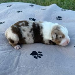 Red merle male 1 - Red merle male Australian Shepherd puppy in Hubbard, Texas from Poston Paddock Aussies LLC