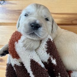 Boy 3 - Golden Retriever puppy from High Society Farm
