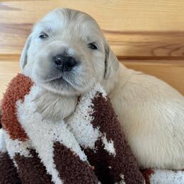 Boy 3 - Golden Retriever puppy from High Society Farm