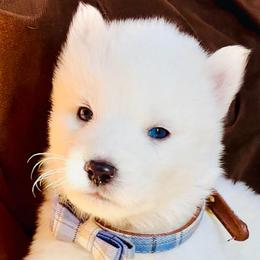Lumi Snowe - White male Siberian Husky puppy in Atlanta, Georgia from Lobban Huskies