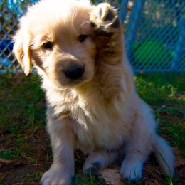 Golden Retriever Puppies from Tahnee Golden Retrievers