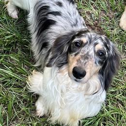 Charlie - Dachshund