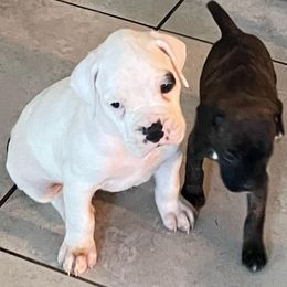 Boxer Puppies from Big Dawg Plantation