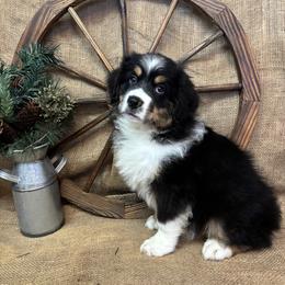 Briar - Black tri male Miniature American Shepherd puppy in Cowlitz County, Washington from Pleasant Woods Miniature American Shepherds