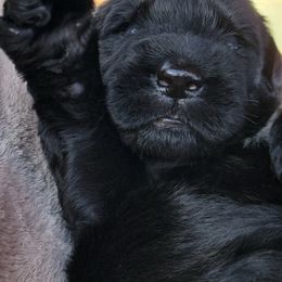 Draco - Black male Giant Schnauzer puppy in Saratoga Springs, Utah from Happy Beard Schnauzers
