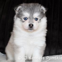 Midnight - Gray and white male Pomsky puppy in Centerville, Iowa from LJ Kennels Pomskies, LLC