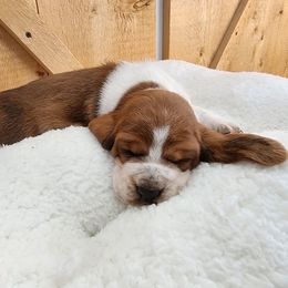 Girl 3 - Mahogany and white Basset Hound puppy in Camp Verde, Arizona from Robbs Ranch Bassets