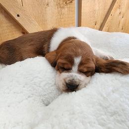 Girl 3 - Mahogany and white Basset Hound puppy in Camp Verde, Arizona from Robbs Ranch Bassets
