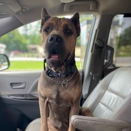 Vhagar - Cane Corso