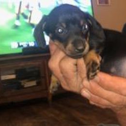 Dachshund Puppies from Carter's Dachshunds
