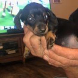 Dachshund Puppies from Carter's Dachshunds