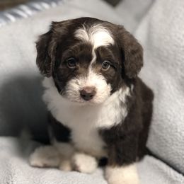 Aussiedoodle Puppies from Ohana Companions