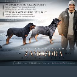 Dante - Rottweiler