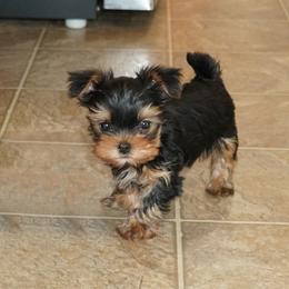 Boy 2 - male Yorkshire Terrier puppy in Pleasant City, Ohio from Country Yorkies