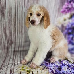 Dexter - Parti male Poodle puppy in Mcbain, Michigan from Northern Creek