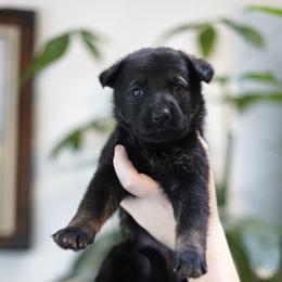 Mila - Sable female German Shepherd puppy in Coarsegold, California from Yosemite Shepherds