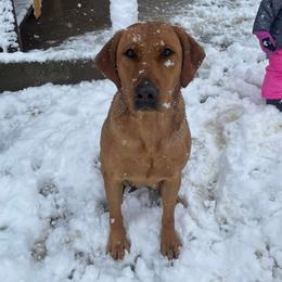 Rosie - Labrador Retriever