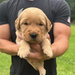 Girl 2 - female Golden Retriever puppy in Lincolnton, Georgia from Lincoln Kennels