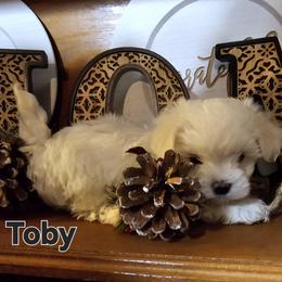 Buford - White male Maltese puppy in Terrell, Texas from PBJ Farms