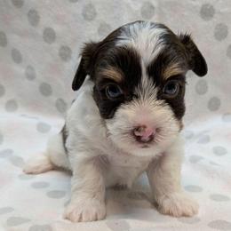 Jean-Luc - Chocolate, tan and white male Yorkshire Terrier puppy in Gatesville, Texas from KontryKritterz Yorkies