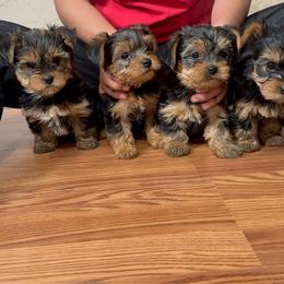 Yorkshire Terrier puppies from Russell Puppies