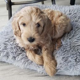 Goldendoodles from Fluffyfaces of AK