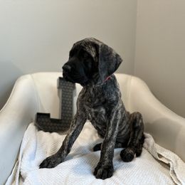 Mastiff Puppies from MLJ Mastiffs Florida