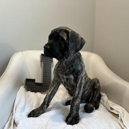 Mastiff Puppies from MLJ Mastiffs Florida