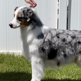 Harper - Australian Shepherd