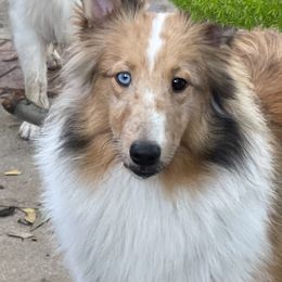 Bailey - Shetland Sheepdog