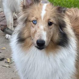 Bailey - Shetland Sheepdog