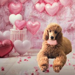 Poodles from The North Forty