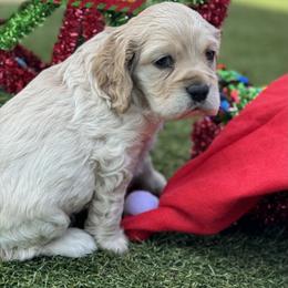 Catahoula Leopard Dog and Cocker Spaniel Puppies from Rich Cat’s
