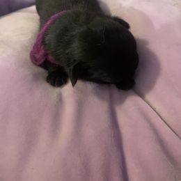 Pug Puppies from The Grumble Pack