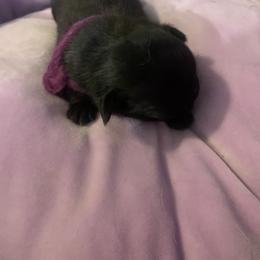 Pug Puppies from The Grumble Pack