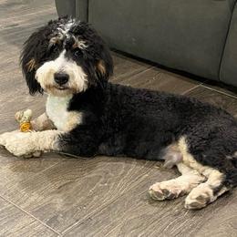 Bodie - Bernedoodle