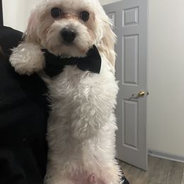 Athos - Coton de Tulear