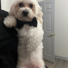 Athos - Coton de Tulear