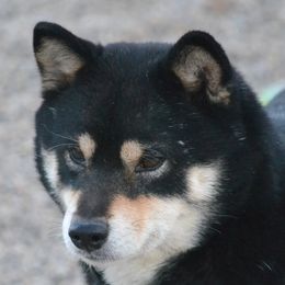 Pinky - Shiba Inu