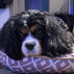Pixie  - Cavalier King Charles Spaniel