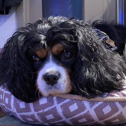 Pixie  - Cavalier King Charles Spaniel